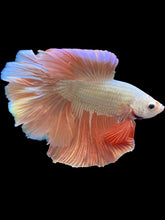 Load image into Gallery viewer, Male Rosetail - Rosegold #1648 - Live Betta Fish
