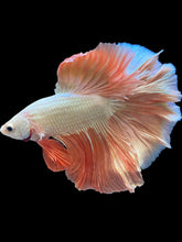 Load image into Gallery viewer, Male Rosetail - Rosegold #1648 - Live Betta Fish
