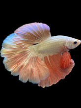 Load image into Gallery viewer, Male Rosetail - Rosegold #1648 - Live Betta Fish
