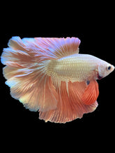 Load image into Gallery viewer, Male Rosetail - Rosegold #1648 - Live Betta Fish
