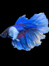 Load image into Gallery viewer, Male Rosetail - Dumbo #1649 - Live Betta Fish
