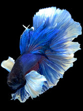 Load image into Gallery viewer, Male Rosetail - Dumbo #1649 - Live Betta Fish
