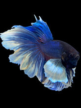 Load image into Gallery viewer, Male Rosetail - Dumbo #1649 - Live Betta Fish
