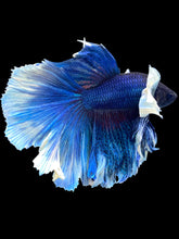 Load image into Gallery viewer, Male Rosetail - Dumbo #1649 - Live Betta Fish
