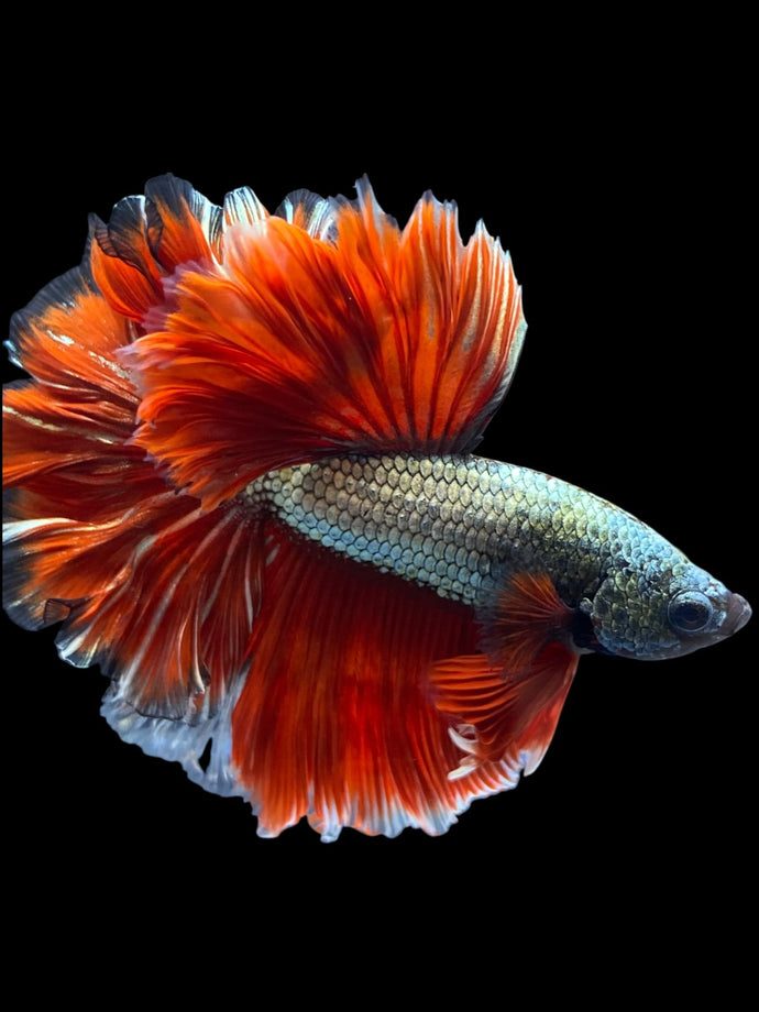 Male Rosetail - Copper #1650 - Live Betta Fish