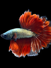 Load image into Gallery viewer, Male Rosetail - Copper #1650 - Live Betta Fish
