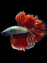 Load image into Gallery viewer, Male Rosetail - Copper #1650 - Live Betta Fish
