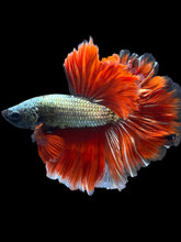 Load image into Gallery viewer, Male Rosetail - Copper #1650 - Live Betta Fish
