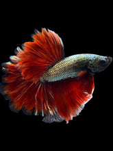 Load image into Gallery viewer, Male Rosetail - Copper #1650 - Live Betta Fish
