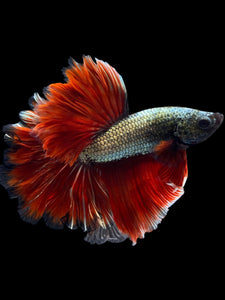 Male Rosetail - Copper #1650 - Live Betta Fish