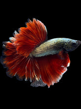 Load image into Gallery viewer, Male Rosetail - Copper #1650 - Live Betta Fish
