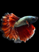 Load image into Gallery viewer, Male Rosetail - Copper #1650 - Live Betta Fish
