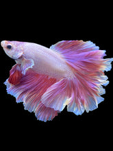 Load image into Gallery viewer, Male Rosetail - Purple #1651 - Live Betta Fish
