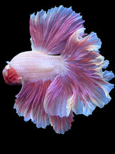 Load image into Gallery viewer, Male Rosetail - Purple #1651 - Live Betta Fish
