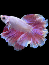 Load image into Gallery viewer, Male Rosetail - Purple #1651 - Live Betta Fish
