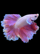 Load image into Gallery viewer, Male Rosetail - Purple #1651 - Live Betta Fish
