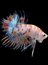 Load image into Gallery viewer, Male Crowntail Plakat - Multicolor #1652 - Live Betta Fish

