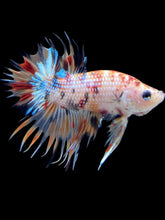Load image into Gallery viewer, Male Crowntail Plakat - Multicolor #1652 - Live Betta Fish
