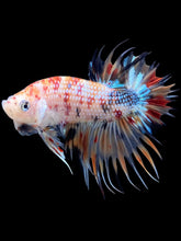 Load image into Gallery viewer, Male Crowntail Plakat - Multicolor #1652 - Live Betta Fish
