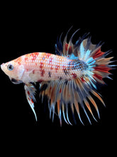 Load image into Gallery viewer, Male Crowntail Plakat - Multicolor #1652 - Live Betta Fish
