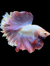 Load image into Gallery viewer, Male Rosetail - Purple #1654 - Live Betta Fish
