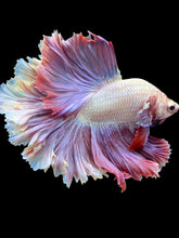 Load image into Gallery viewer, Male Rosetail - Purple #1654 - Live Betta Fish
