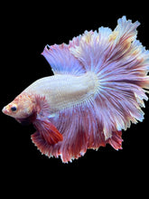 Load image into Gallery viewer, Male Rosetail - Purple #1654 - Live Betta Fish
