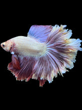 Load image into Gallery viewer, Male Rosetail - Purple #1654 - Live Betta Fish
