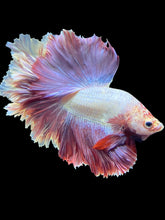 Load image into Gallery viewer, Male Rosetail - Purple #1654 - Live Betta Fish
