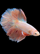 Load image into Gallery viewer, Male Halfmoon - Vanda #1655 - Live Betta Fish

