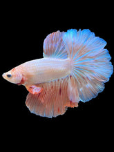 Load image into Gallery viewer, Male Halfmoon - Vanda #1655 - Live Betta Fish

