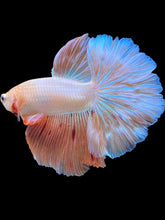 Load image into Gallery viewer, Male Halfmoon - Vanda #1655 - Live Betta Fish

