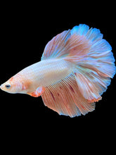 Load image into Gallery viewer, Male Halfmoon - Vanda #1655 - Live Betta Fish
