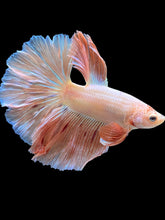 Load image into Gallery viewer, Male Halfmoon - Vanda #1655 - Live Betta Fish

