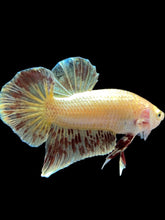 Load image into Gallery viewer, Male Halfmoon Plakat - Vanda #1656 - Live Betta Fish
