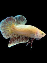 Load image into Gallery viewer, Male Halfmoon Plakat - Vanda #1656 - Live Betta Fish
