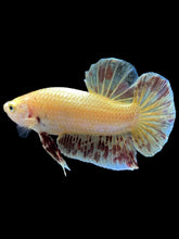 Load image into Gallery viewer, Male Halfmoon Plakat - Vanda #1656 - Live Betta Fish
