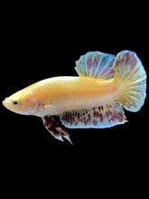 Load image into Gallery viewer, Male Halfmoon Plakat - Vanda #1656 - Live Betta Fish
