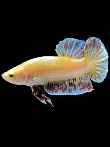 Male Halfmoon Plakat - Vanda #1656 - Live Betta Fish