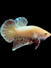 Load image into Gallery viewer, Male Halfmoon Plakat - Vanda #1656 - Live Betta Fish
