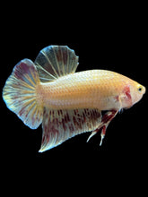 Load image into Gallery viewer, Male Halfmoon Plakat - Vanda #1656 - Live Betta Fish
