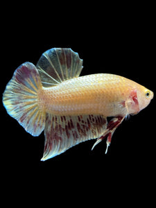 Male Halfmoon Plakat - Vanda #1656 - Live Betta Fish