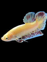 Load image into Gallery viewer, Male Halfmoon Plakat - Vanda #1656 - Live Betta Fish
