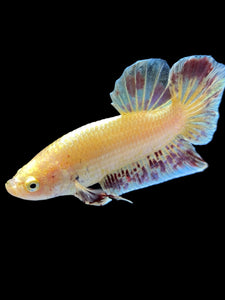 Male Halfmoon Plakat - Vanda #1656 - Live Betta Fish