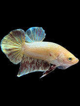 Load image into Gallery viewer, Male Halfmoon Plakat - Vanda #1656 - Live Betta Fish
