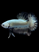 Load image into Gallery viewer, Male Halfmoon Plakat - Black Dragon #1657 - Live Betta Fish
