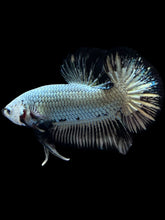 Load image into Gallery viewer, Male Halfmoon Plakat - Black Dragon #1657 - Live Betta Fish
