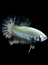Load image into Gallery viewer, Male Halfmoon Plakat - Black Dragon #1657 - Live Betta Fish
