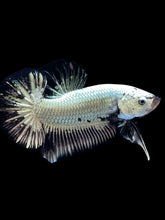 Load image into Gallery viewer, Male Halfmoon Plakat - Black Dragon #1657 - Live Betta Fish
