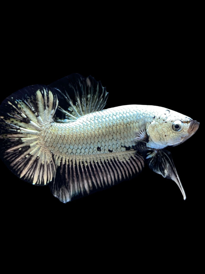 Male Halfmoon Plakat - Black Dragon #1657 - Live Betta Fish